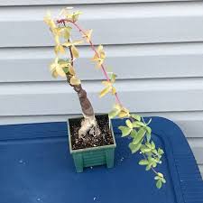 Image result for Adenia fruticosa