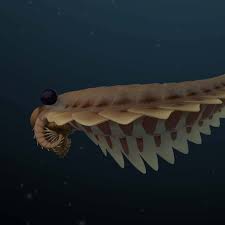 Image result for Anthericopsis