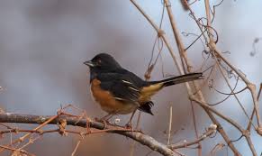 What is this? Arizona November 2024