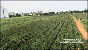 The site owner hides the web page description. å˜‰ç¾©ç¸£æ°'é›„é„‰æ—…éŠè¡Œç¨‹æŽ¨è–¦æ—ºèŠå±±é³³æ¢¨é…¥è§€å…‰å·¥å»  å˜‰ç¾©æ°'é›„ æ—ºä¾†å±±é³³æ¢¨é…¥è§€å…‰å·¥å» å¥½åƒçš„åœŸé³³æ¢¨é…¥ Walkerland Taipeiwalker Japanwalker Walkerland