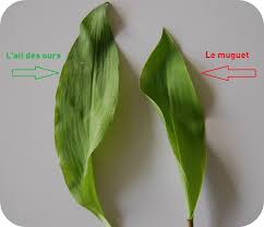 Attention Lors De La Cueillette De L Ail Des Ours Centre Antipoisons Belge Giftige Planten Stengels Paarse Bloemen