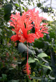 Image result for Hibiscus schizopetalus