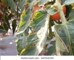 Image result for tomato seedling xanthomonas vesicatoria