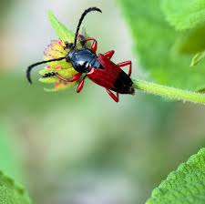 Image result for Terminalia trichopoda