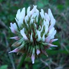 Image result for Momordica repens