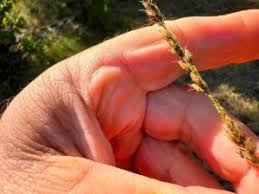 Image result for Alloteropsis semialata