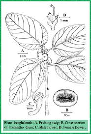 Image result for Moraceae
