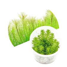 Image result for Pogostemon rogersii