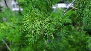 Image result for Disperis macowanii