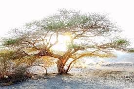 Image result for Acacia tortilis