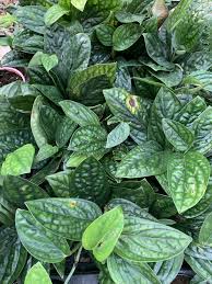 Philodendron Opacum Monstera Karstenianum Arvores Frutiferas Arvores