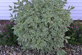 Variegated Red Twig Dogwood Is A Great Plant For Year Round Interest Twig Dogwood Red Twig Dogwood Dogwood Shrub