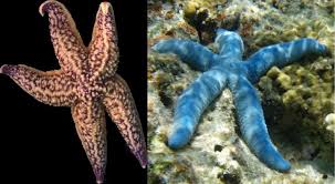 It has a prefenrce for shellfish however. Northern Pacific Sea Star And The Blue Starfish Image Eurekalert Science News
