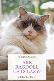 Have you purchased a kitten from ragdoll kittens, inc.? Are Ragdoll Cats Lazy When To Worry Purr Craze