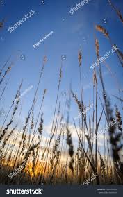 Image result for Schmidtia kalahariensis