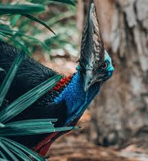 See full list on en.wikipedia.org What Is The World S Most Dangerous Bird Library Of Congress