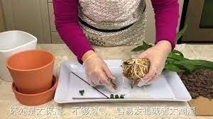 pin on 兰花养殖