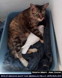 By anggaposted on november 28, 2020. Semalam Solo Kucing Terbiar Yang Ana Majalah Review Malaysia Mrm Facebook