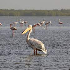 The new orleans pelicans are an american professional basketball team based in new orleans. Bird Flu Caused Deaths Of 750 Pelicans At Senegal Bird Sanctuary Bird Flu The Guardian