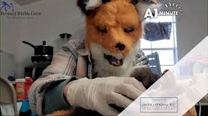 A1 Minute! March 14, 2024: Staff dons Fox mask to help kit; VA specialty  plate for arts; Tito Taqueria opens[A1]