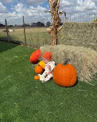 Image result for fat ass pumpkin