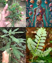 Image result for Phyllanthus mendoncae