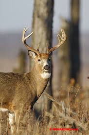 Image result for Sorghastrum fuscescens