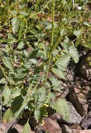 Image result for Chascanum