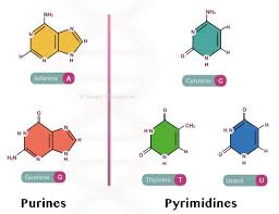 Dna Vs Rna Differences And Similarities Genetic Education Dna Polymerase Macromolecules Human Genome