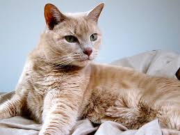 Sterilisation beeinflusst die hormonproduktion nicht. Warum Lohnt Es Sich Eine Katze Zu Sterilisieren Deine Tiere