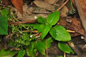 Image result for Craterostigma nummulariifolium