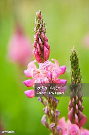 Image result for Crotalaria onobrychis