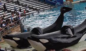 Makaio and Trua #seaworldorlando #orca #killerwhale #shamu #orcaencounter  #makaio #trua