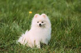The Life Span Of Pomeranians Cuteness