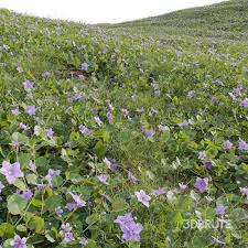 Image result for Torenia crustacea