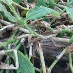 Image result for Aneilema aequinoctiale