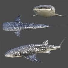 3d Model Whale Shark C4d Obj 3ds Fbx Ma Lwo 62454