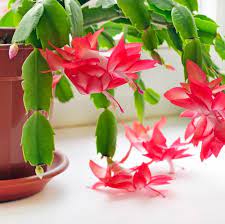 The hanging branches, which are made up of flat, glossy green segments, can grow to up to 3 feet long. Christmas Cactus Any Color Plant Nestreeo Com