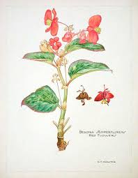 Image result for begonia semperflorens