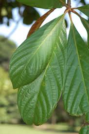 Image result for Lauraceae