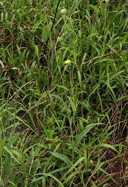Image result for Sonchus friesii