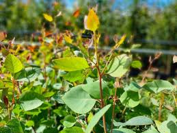 Image result for Eucalyptus tereticornis