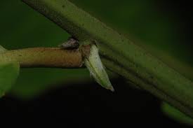 Image result for Hugonia platysepala