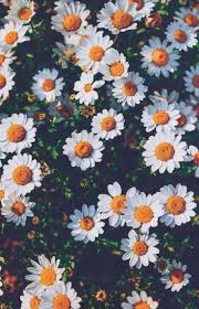 White Daisies Flowers Beautiful Flowers Wallpapers Sunflower Wallpaper Plant Wallpaper
