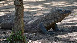 We did not find results for: 8 Unique Animals Native To The Wildlife In Indonesia Holidify