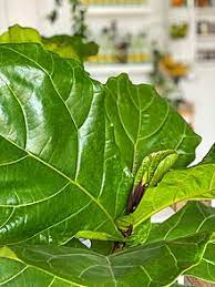 These plants generally like to be snug in their pots. Ficus Lyrata Wikipedia