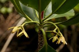 Image result for Rhizophora mucronata