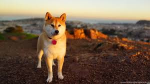Doge wallpapers brings you tons of fantastic doge iphone/ipad wallpapers! Shibe On Beach Doge Wallpapers 1920x1080 72386 Desktop Background