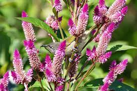 Celosia Plant Woolflowers Care And Culture Travaldo S Blog