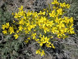 Image result for Crepis newii